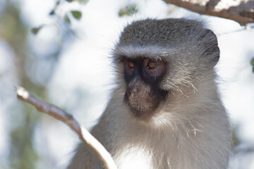 Grüne Meerkatze / Vervet monkey / Cercopithecus aethiops .