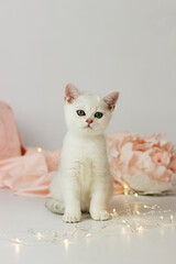 British Shorthair kitten of silver color on white and pink backgrounds. Cute cat