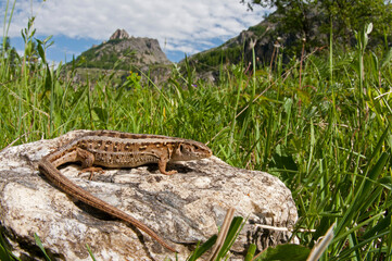 Sand lizard (Lacerta agilis) in Maritime Alps, Italy.