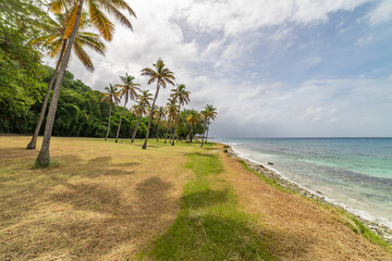 Saint Vincent and the Grenadines, Britannia bay beach, coconut palms, Mustique