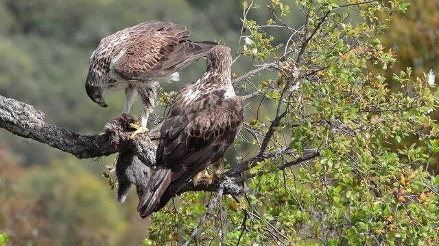Male and female Bonelli's eagle eating a rabbit in a tree. Aquila fasciata
