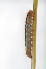Caterpillar on white background