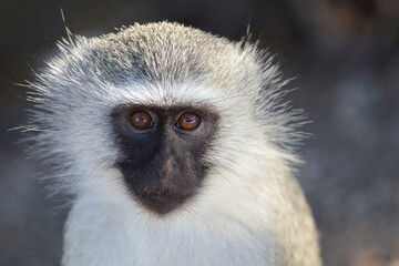 Grüne Meerkatze / Vervet monkey / Cercopithecus aethiops .