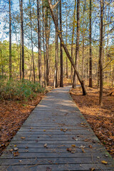 Beautiful wooden walkway in the forest