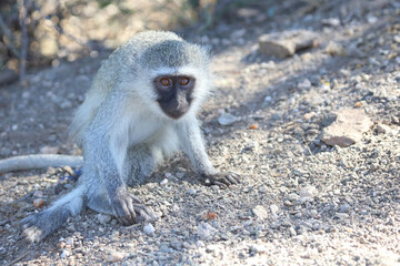 Grüne Meerkatze / Vervet monkey / Cercopithecus aethiops .
