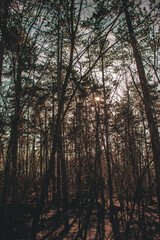 sunset in the forest