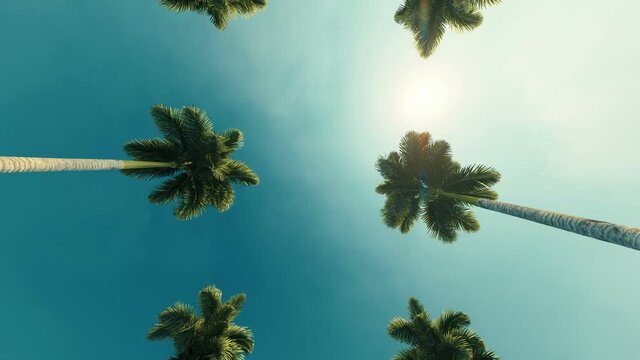 Driving through Beverly Drive. Los Angeles, California. Palm trees against a summer sky.