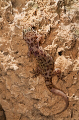 Mediterranean house gecko (Hemidactylus turcicus) portrait, Italy.