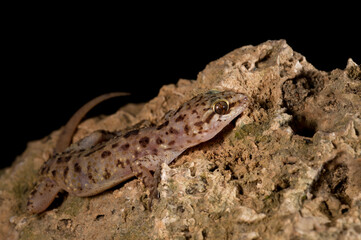Mediterranean house gecko (Hemidactylus turcicus) portrait, Italy.