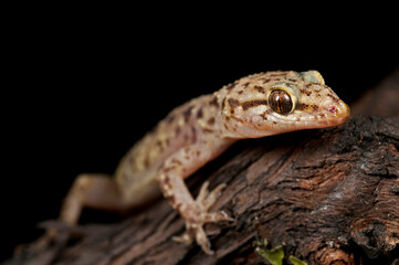 Mediterranean house gecko (Hemidactylus turcicus) portrait, Italy.