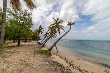 Saint Vincent and the Grenadines, Britannia bay beach, coconut palms, Mustique