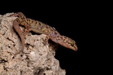 Mediterranean house gecko (Hemidactylus turcicus) portrait, Italy.