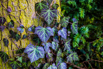 Green plants in spring or summer, the beginning of life after winter.