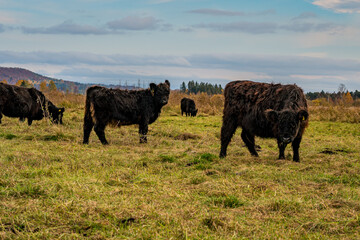 Galloway cattle at the Bannwaldturm Pfrunger-Burgweiler Ried