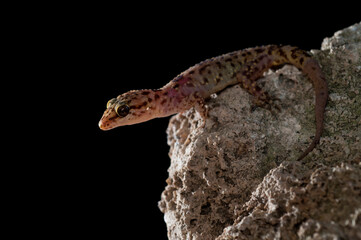 Mediterranean house gecko (Hemidactylus turcicus) portrait, Italy.