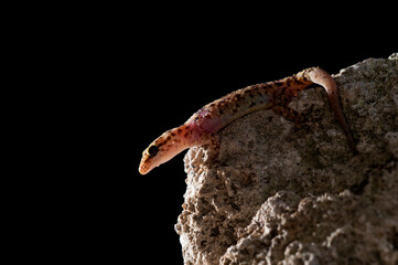 Fototapeta premium Mediterranean house gecko (Hemidactylus turcicus) portrait, Italy.