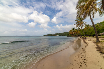 Saint Vincent and the Grenadines, Britannia bay beach, coconut palms, Mustique