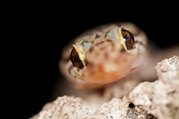 Mediterranean house gecko (Hemidactylus turcicus) portrait, Italy.