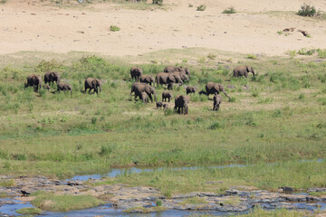 Afrikanischer Elefant / African elephant / Loxodonta africana