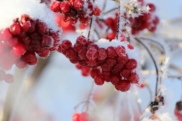 winter guelder rose