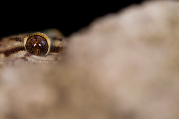 Mediterranean house gecko (Hemidactylus turcicus) portrait, Italy.
