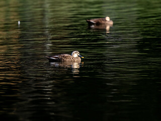 eastern spot-billed ducks in Yokohama pond 3