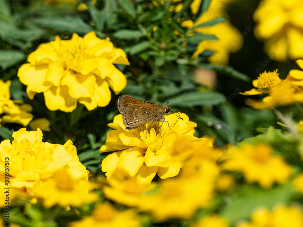 Wall mural common straight swift butterfly on yellow flower 1