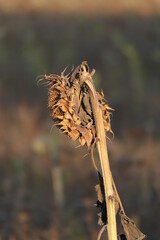 Sunflower in autumn