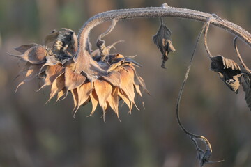 Sunflower in autumn
