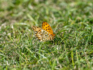 Indian Fritillary butterfly resting on grass 1