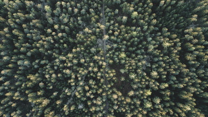 Forest frome the drone
