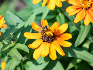Japanese honey bee on golden flowers 2