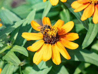 Japanese honey bee on golden flowers 3