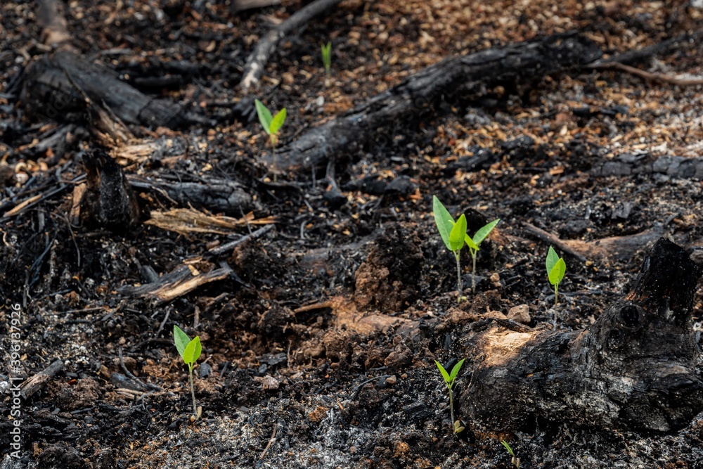 Wall mural subsistence farmers burn small plots of forest for space to grow crops