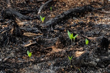 subsistence farmers burn small plots of forest for space to grow crops