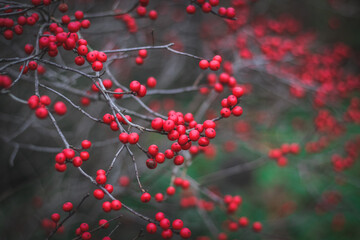 Beautiful red berries of winterberry bush in autumn