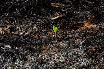 subsistence farmers burn small plots of forest for space to grow crops