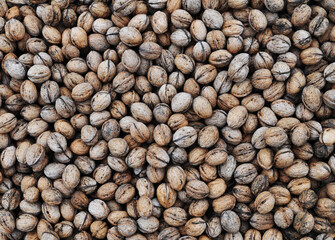 A lot of walnuts background top view