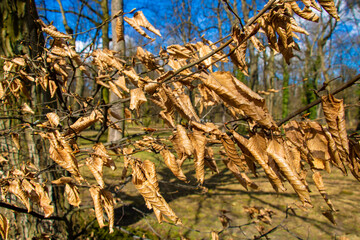Dried leaves on tree branches after winter or autumn in the park.