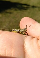Grashüpfer auf der Hand