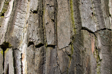 View of an old poplar bark texture, tree bark background.