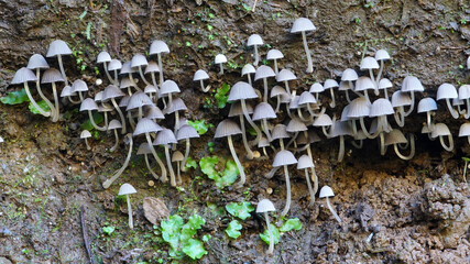 small mushrooms in autumn