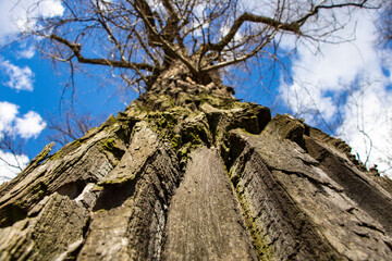 Bottom view of an old tree with a crown on the background of bright blue sky on a sunny day.