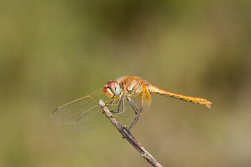 Red-veined darter (Sympetrum fonscolombii).