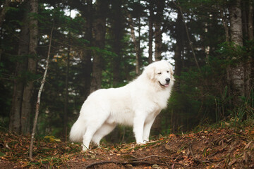 Big and beautiful white maremma dog standing in the green forest - obrazy, fototapety, plakaty