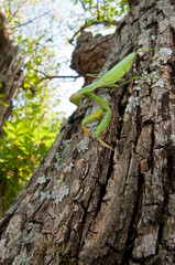 European common mantis (Mantis religiosa) in its habitat at Monte Amiata, Tuscany, Italy.