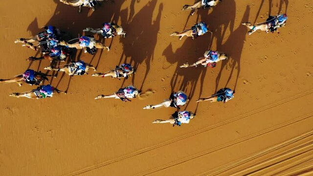 Aerial view over a cavalcade of camels, riding on a desert, sunset, in Saudi Arabia - tilt down, drone shot