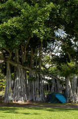 Homeless camp in a grove of banyan trees within a park in Hawaii..