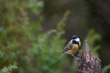 Obraz premium Great tit (Parus major), Apennine mountains, Italy.