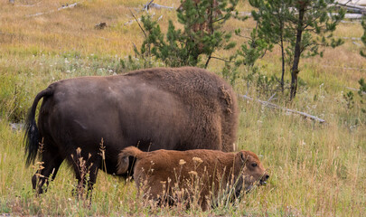 Bison